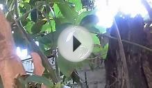 small snake climbing on avocado tree part 1