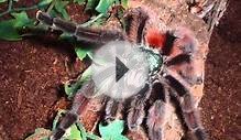 tarantula