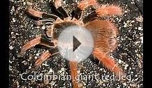 tarantulas!