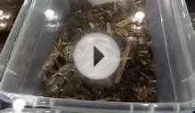 Tarantulas at the Exotic Pet Show 2014