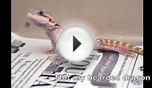 Why Bearded Dragons Make Great Pets