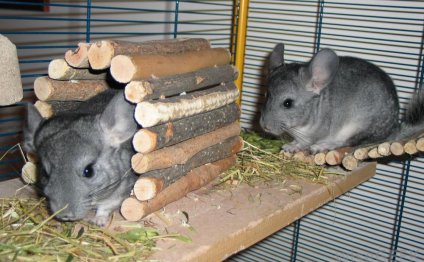 Small low maintenance pets