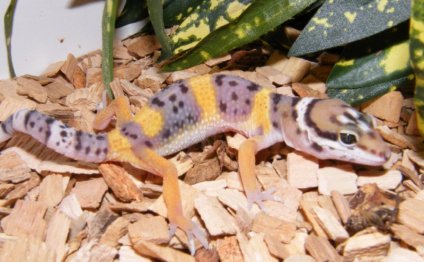Best pet geckos