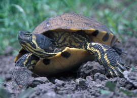 yellow bellied slider